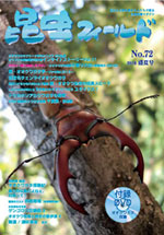 《爆産セット》ニジイロクワガタ 1♂3♀ 2011年度新着情報