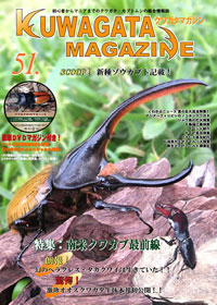 《爆産セット》ニジイロクワガタ 1♂3♀ 2011年度新着情報